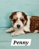 Penny, a female Havanese for sale in Millersburg, IN – Photo 4 of 6