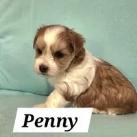 Penny, a female Havanese for sale in Millersburg, IN – Photo 1 of 6