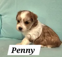 Penny, a female Havanese for sale in Millersburg, IN – Photo 1 of 6