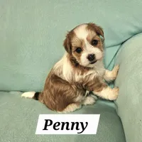 Penny, a female Havanese for sale in Millersburg, IN – Photo 2 of 6