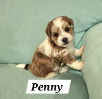 Penny, a female Havanese for sale in Millersburg, IN – Photo 2 of 6