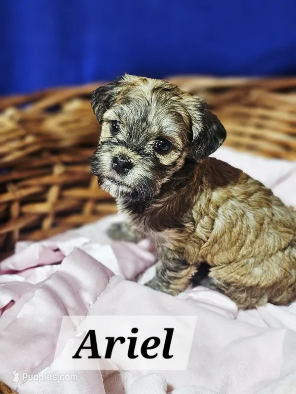 Ariel – Havanese puppy for sale in Millersburg, IN