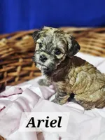 Ariel, a female Havanese for sale in Millersburg, IN – 3 of 7