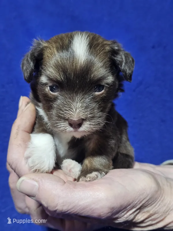 Denton – Havanese puppy for sale in Millersburg, IN