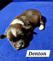 Denton, a male Havanese for sale in Millersburg, IN – Photo 4 of 4