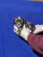 Denton, a male Havanese for sale in Millersburg, IN – Photo 2 of 6