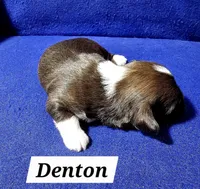 Denton, a male Havanese for sale in Millersburg, IN – Photo 2 of 4