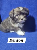 Denton, a male Havanese for sale in Millersburg, IN – 1 of 5