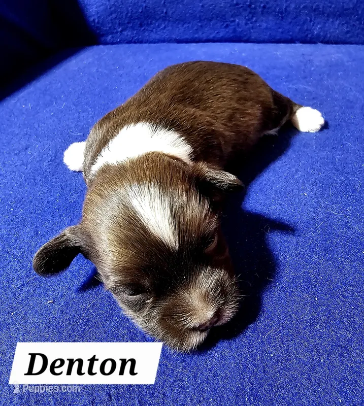 Denton – Havanese puppy for sale in Millersburg, IN