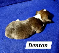 Denton, a male Havanese for sale in Millersburg, IN – Photo 3 of 4