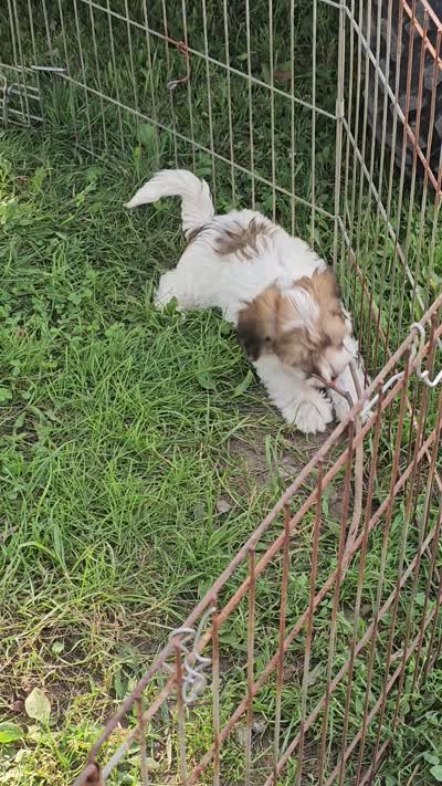 Archie, a male Havanese for sale in Millersburg, IN – 2 of 10