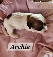 Archie, a male Havanese for sale in Millersburg, IN – 1 of 2