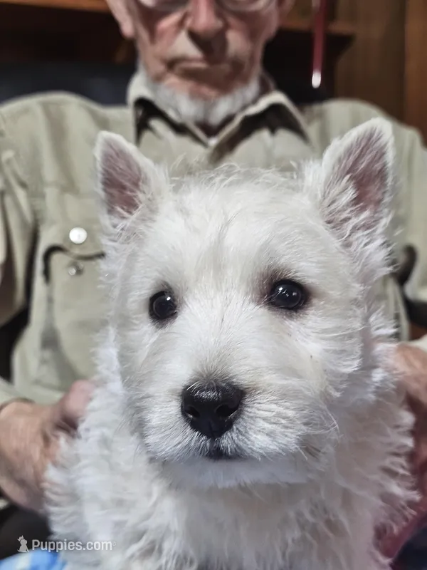 Maxim – West Highland White Terrier puppy for sale in Millersburg, IN