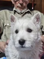 Maxim, a male West Highland White Terrier for sale in Millersburg, IN – Photo 1 of 7
