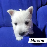 Maxim, a male West Highland White Terrier for sale in Millersburg, IN – Photo 3 of 7