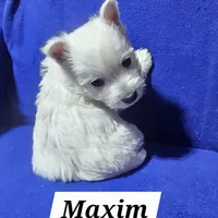 Maxim, a male West Highland White Terrier for sale in Millersburg, IN – Photo 4 of 7
