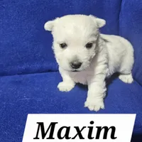 Maxim, a male West Highland White Terrier for sale in Millersburg, IN – Photo 5 of 7
