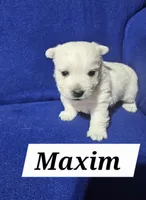 Maxim, a male West Highland White Terrier for sale in Millersburg, IN – Photo 3 of 3