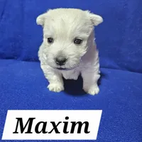 Maxim, a male West Highland White Terrier for sale in Millersburg, IN – Photo 7 of 7
