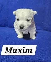 Maxim, a male West Highland White Terrier for sale in Millersburg, IN – Photo 1 of 3