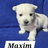 Maxim, a male West Highland White Terrier for sale in Millersburg, IN – Photo 6 of 7
