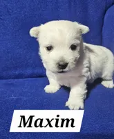 Maxim, a male West Highland White Terrier for sale in Millersburg, IN – Photo 2 of 3