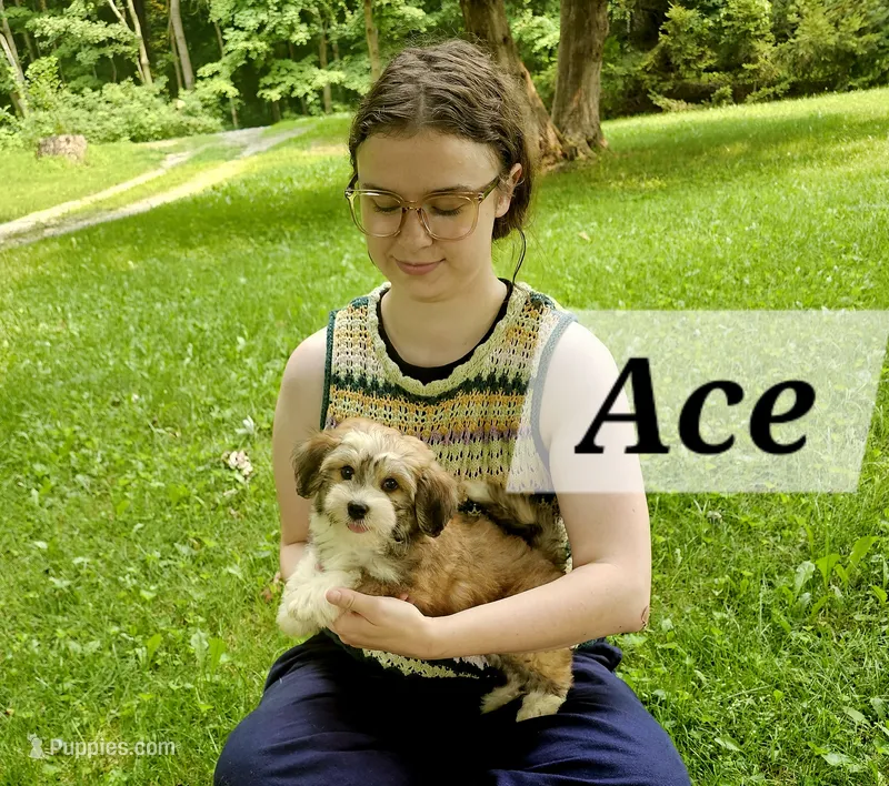 Ace – Havanese puppy for sale in Millersburg, IN