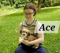 Ace, a male Havanese for sale in Millersburg, IN – 1 of 7
