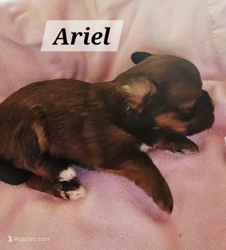 Ariel, a female Havanese for sale in Millersburg, IN – 1 of 2