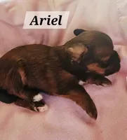 Ariel, a female Havanese for sale in Millersburg, IN – 1 of 2