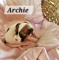 Archie, a male Havanese for sale in Millersburg, IN – 2 of 2