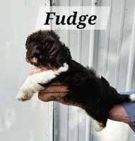 Fudge, a male Havanese for sale in Millersburg, IN – 2 of 3
