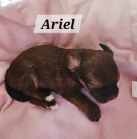 Ariel, a female Havanese for sale in Millersburg, IN – 2 of 2