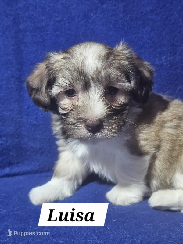 Luisa – Havanese puppy on hold in Millersburg, IN