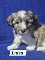 Luisa, a male Havanese for sale in Millersburg, IN – 1 of 7