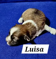 Luisa, a male Havanese for sale in Millersburg, IN – Photo 2 of 3