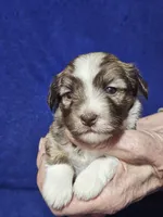 Luisa, a male Havanese for sale in Millersburg, IN – Photo 2 of 5