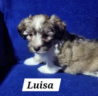 Luisa, a male Havanese for sale in Millersburg, IN – 3 of 7