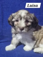 Luisa, a male Havanese for sale in Millersburg, IN – 2 of 7