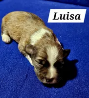Luisa, a male Havanese for sale in Millersburg, IN – Photo 1 of 3