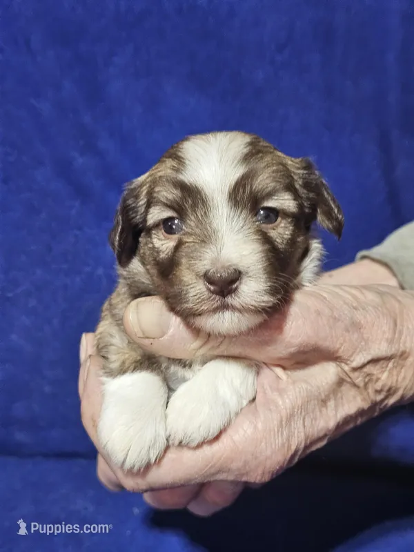 Luisa – Havanese puppy for sale in Millersburg, IN