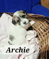 Archie, a male Havanese for sale in Millersburg, IN – 3 of 6