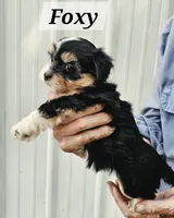 Foxy, a female Havanese for sale in Millersburg, IN – 2 of 4
