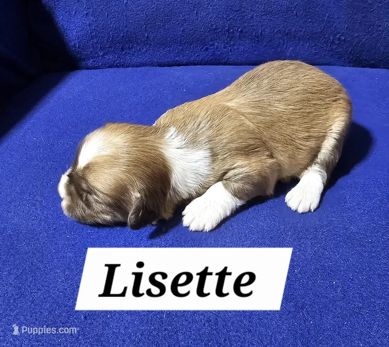 Lisette – Havanese puppy for sale in Millersburg, IN