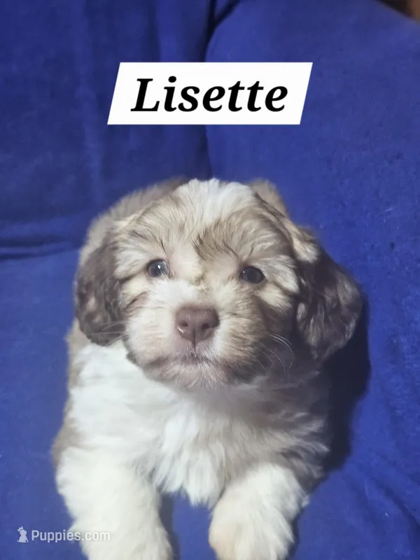Lisette – Havanese puppy on hold in Millersburg, IN