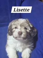 Lisette, a female Havanese for sale in Millersburg, IN – 1 of 5