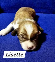 Lisette, a female Havanese for sale in Millersburg, IN – Photo 3 of 3