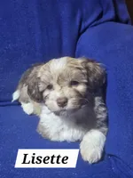 Lisette, a female Havanese for sale in Millersburg, IN – 2 of 5