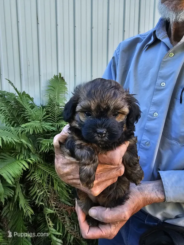 BabyCake – Havanese puppy for sale in Millersburg, IN