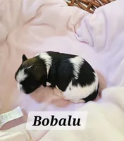Bobalu, a female Havanese for sale in Millersburg, IN – 2 of 2